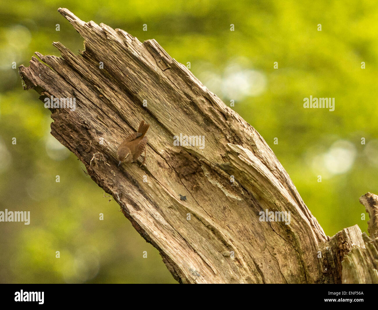 Paese di lingua inglese la fauna selvatica - Wren (Troglodytidae) appollaiato sul moncone di legno Foto Stock