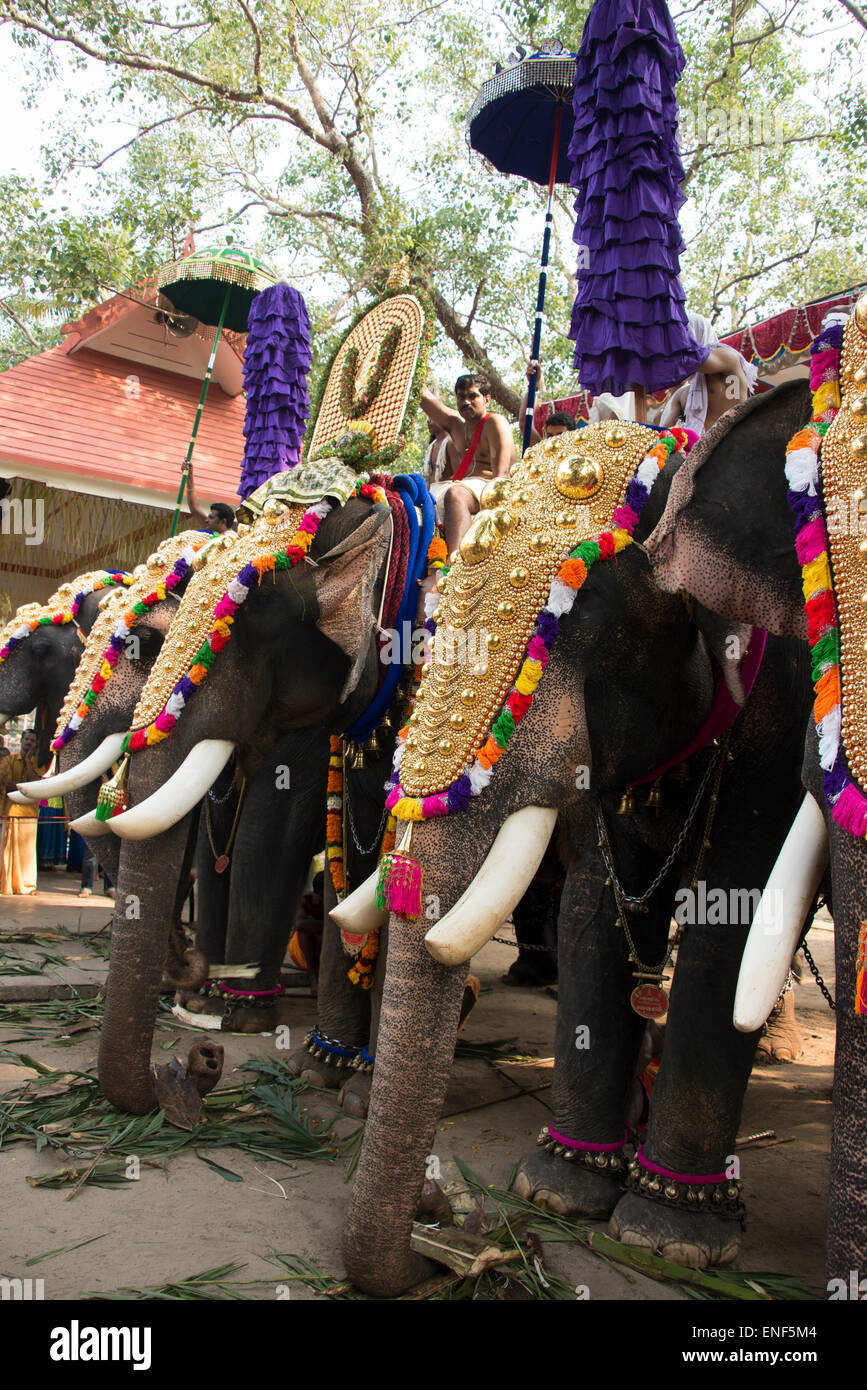 Una cerimonia Indù (Pooram) completo di caparisoned elefanti e drumming (Madhalam) e corna (Kombu) presso un non-pubblicizzato Foto Stock