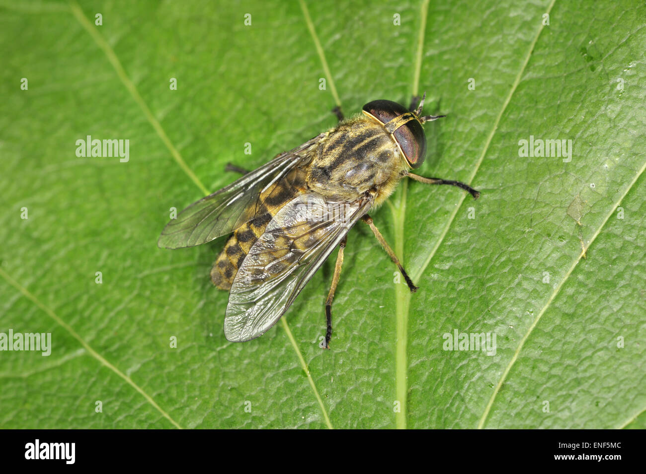Band-eyed Brown Horse Fly - Tabanus bromius Foto Stock