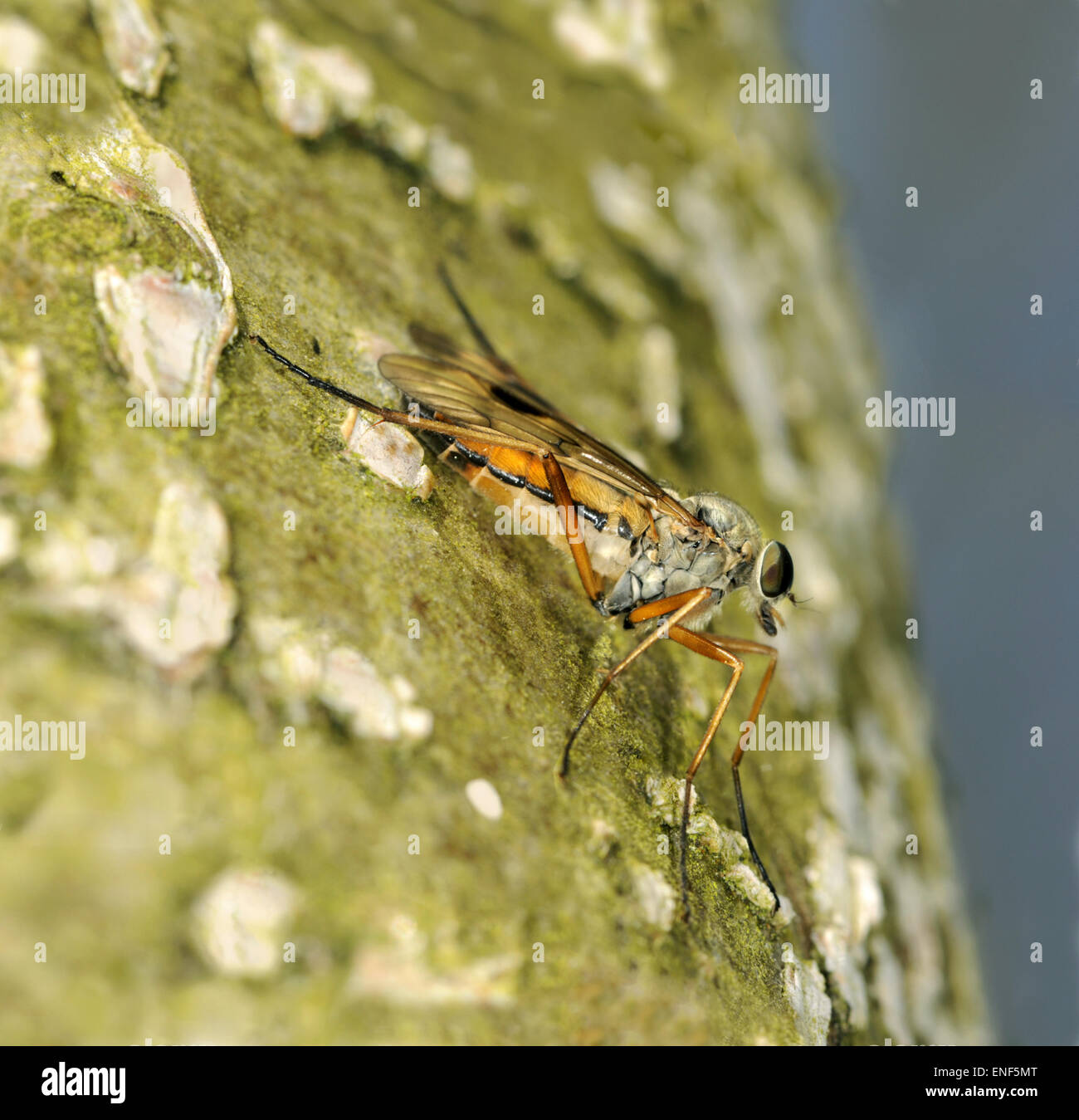 Snipe-fly - Rhagio scolopaceus Foto Stock