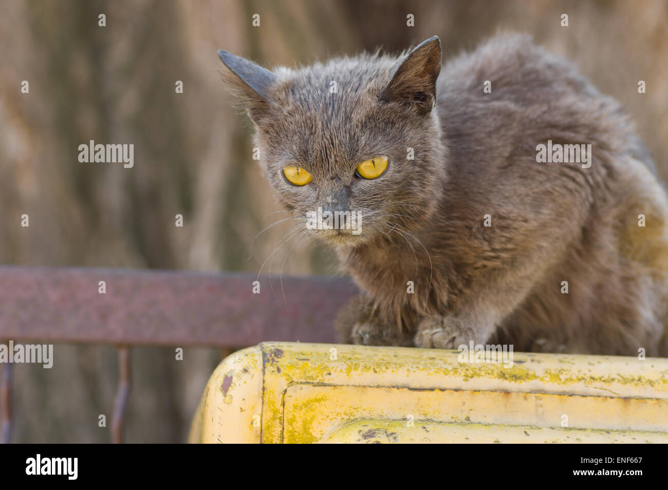 Alien gatto con gli occhi gialli seduta tutti da soli Foto Stock