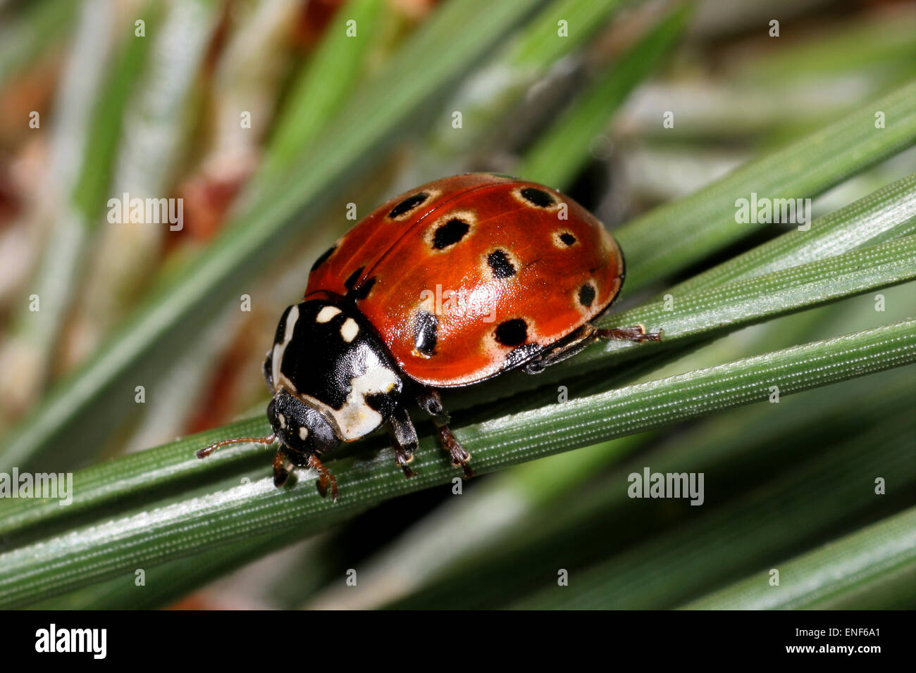 Eyed Coccinella - Anatis ocellata - Larva Foto Stock