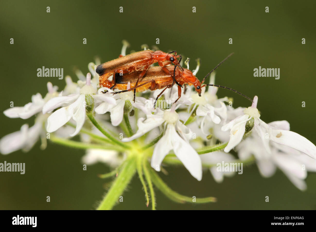 Soldato Beetle - Rhagonycha fulva Foto Stock