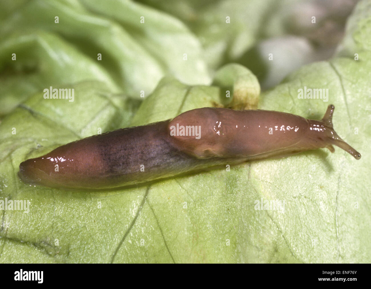Brown Field Slug - Deroceras panormitanum Foto Stock