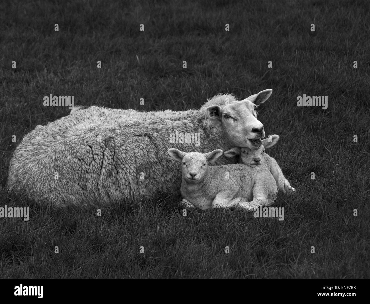 Tempo di primavera su un Pennine allevamento di pecore. Foto Stock