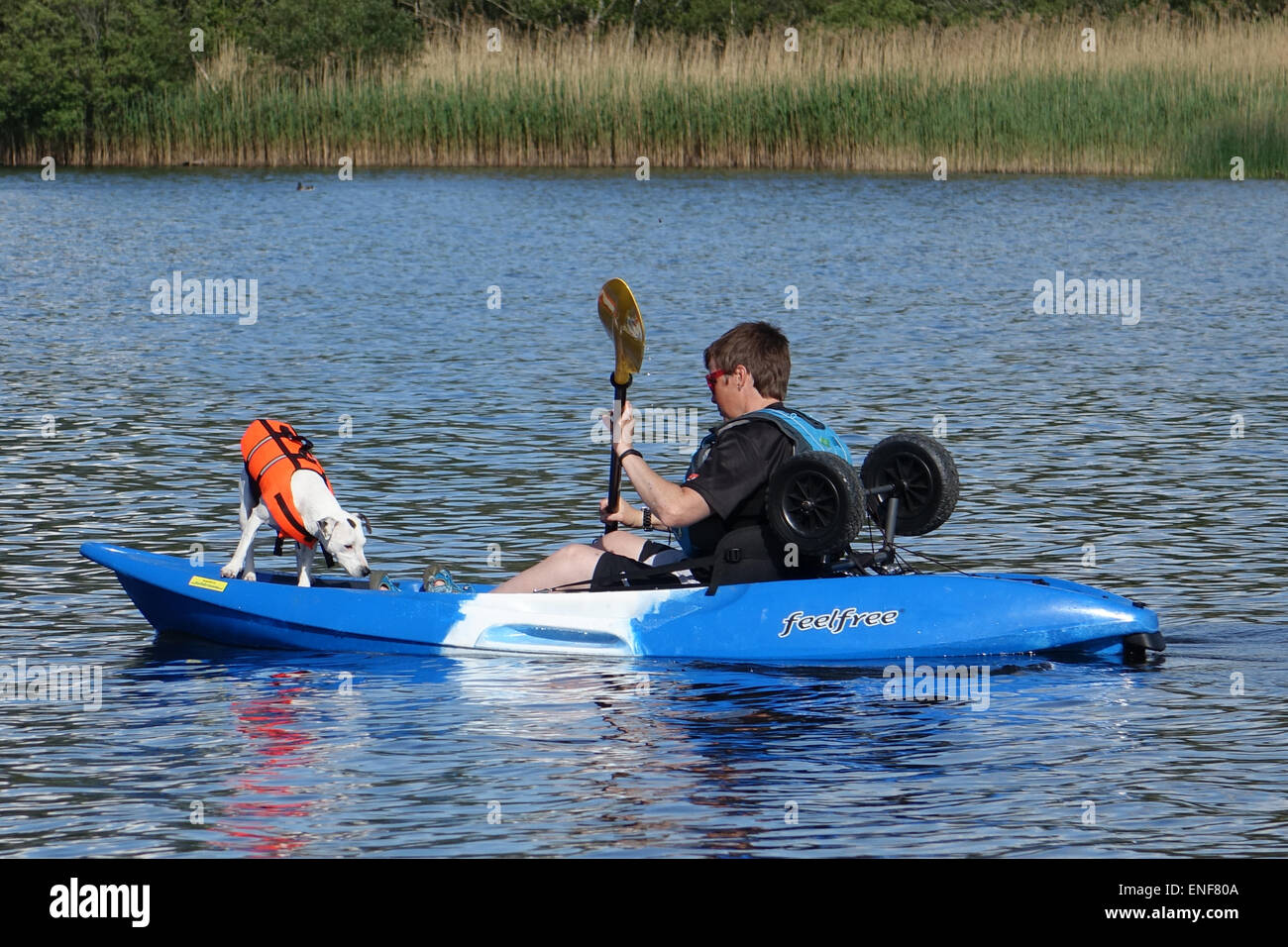 Kayak sul Derwent Water Lake District - piccolo cane in kayak Foto Stock