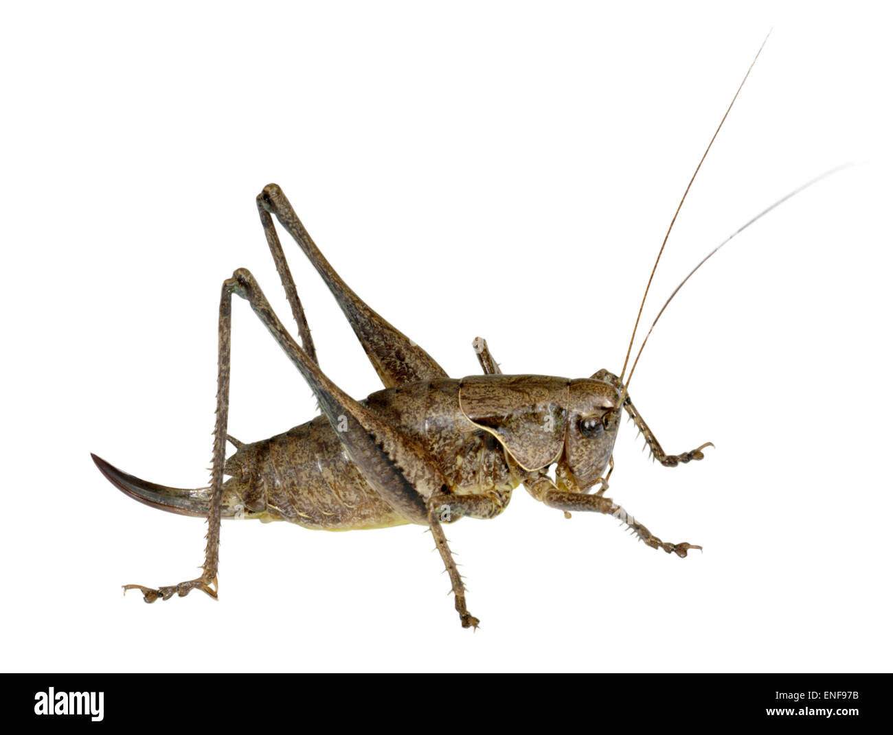 Dark Bush Cricket - Pholidoptera griseoaptera - femmina Foto Stock