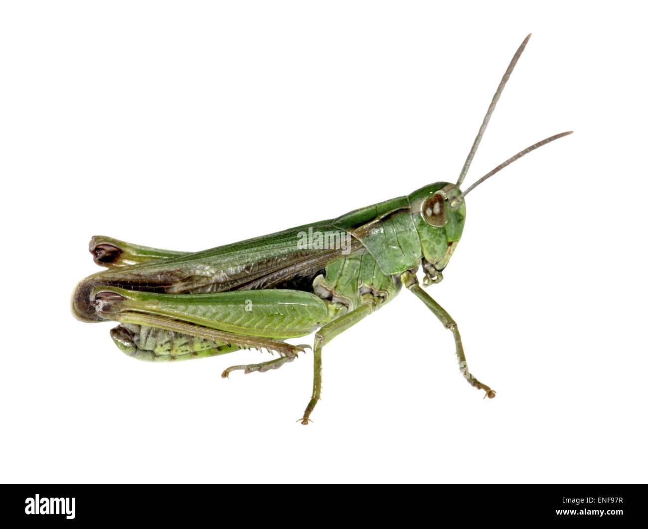 Comune Cavalletta verde maschio - Omocestis viridulus Foto stock - Alamy