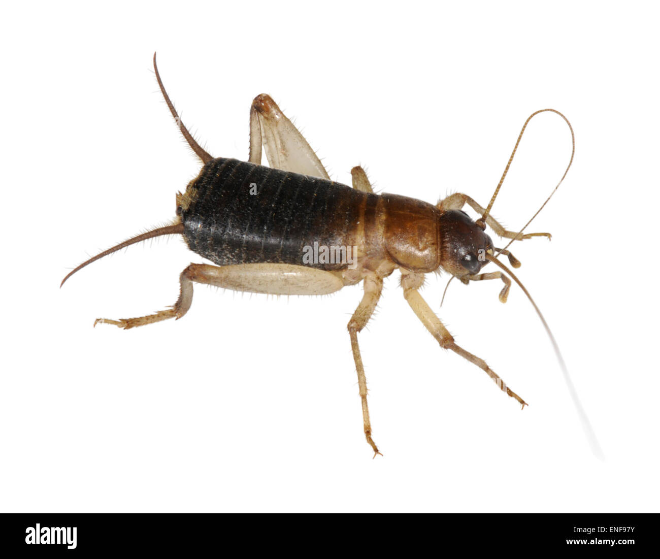 Squamosa Cricket - Pseudomogoplistes vincentae Foto Stock