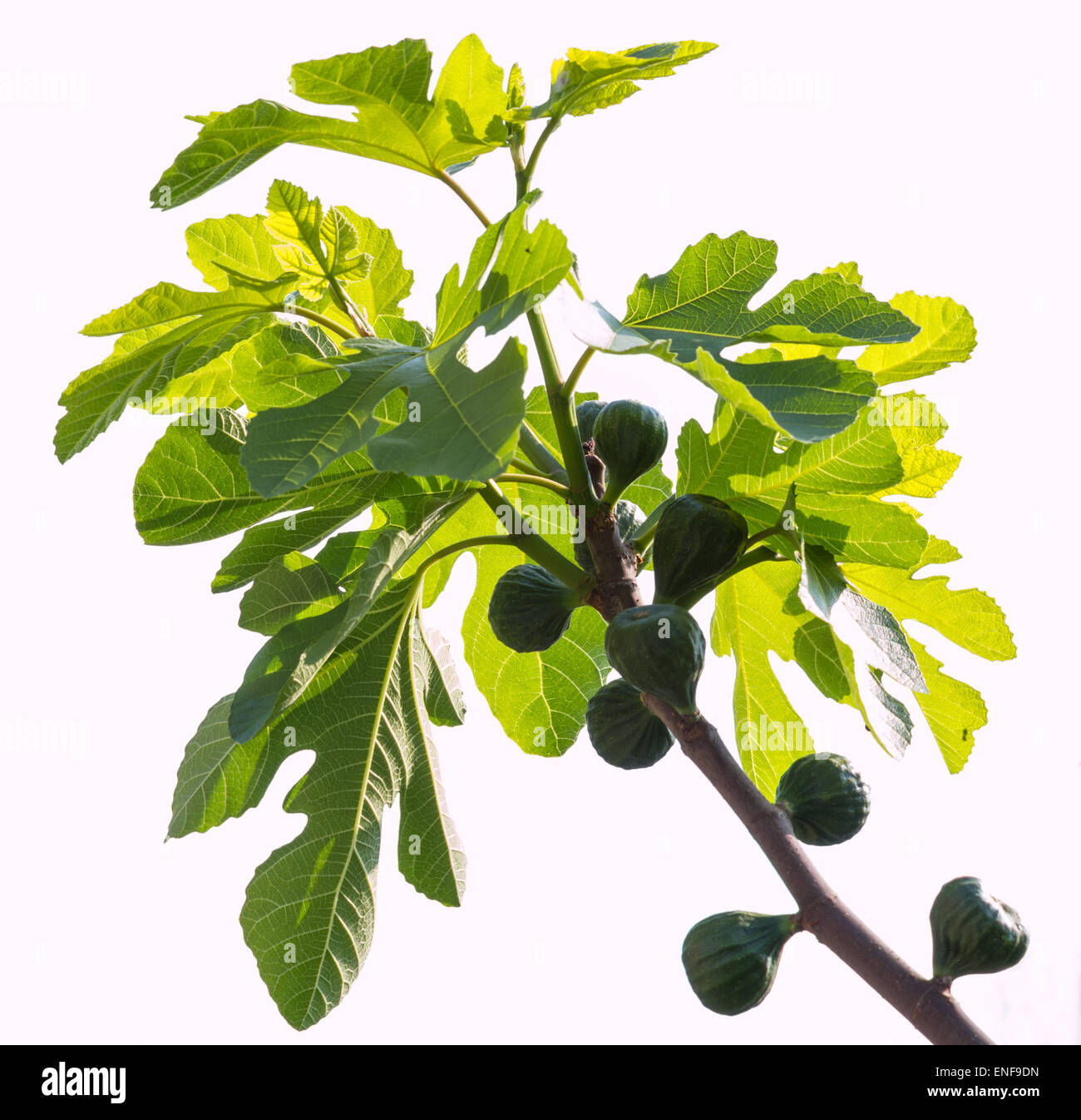 Fichi verdi sulla maturazione di un albero di fico su sfondo bianco Foto Stock