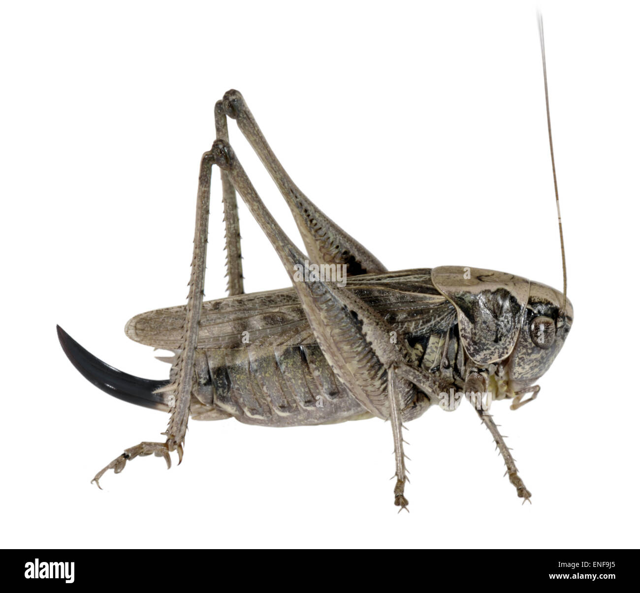 Boccola di colore grigio-cricket femminile - Platycleis albopunctata Foto Stock
