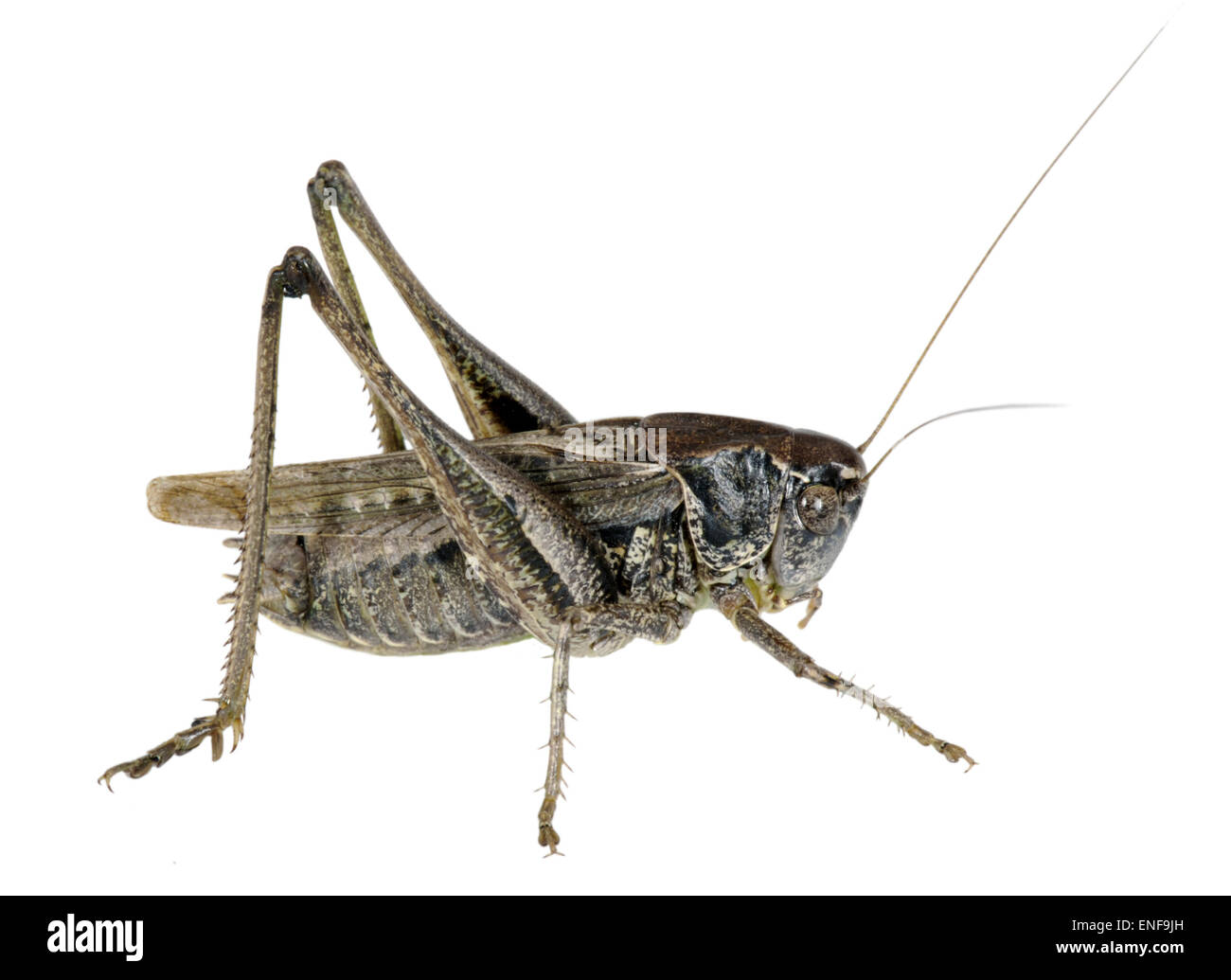 Boccola di colore grigio-cricket maschio - Platycleis albopunctata Foto Stock