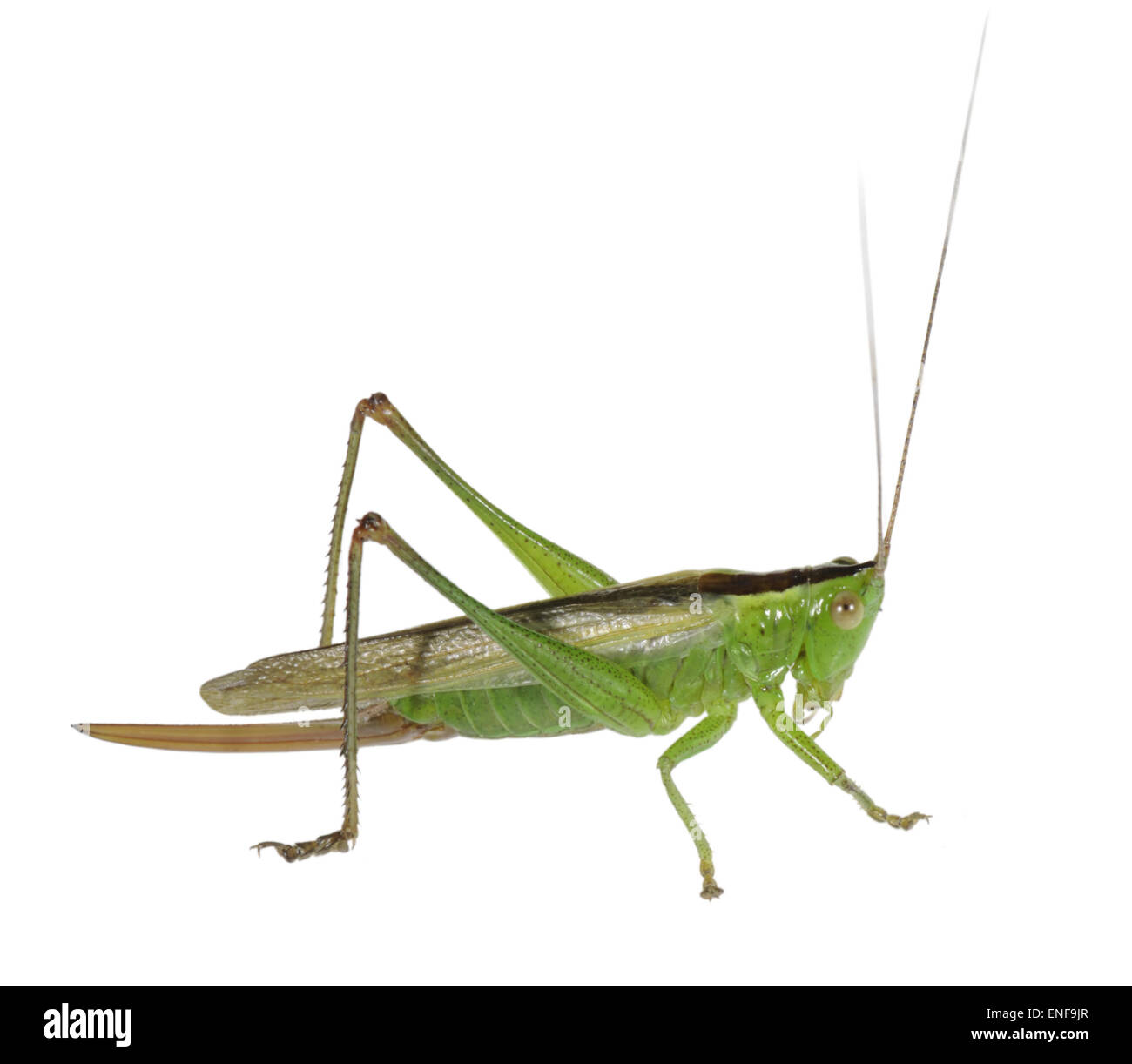 Long-winged Conehead femmina - Conocephalus scolorire Foto Stock