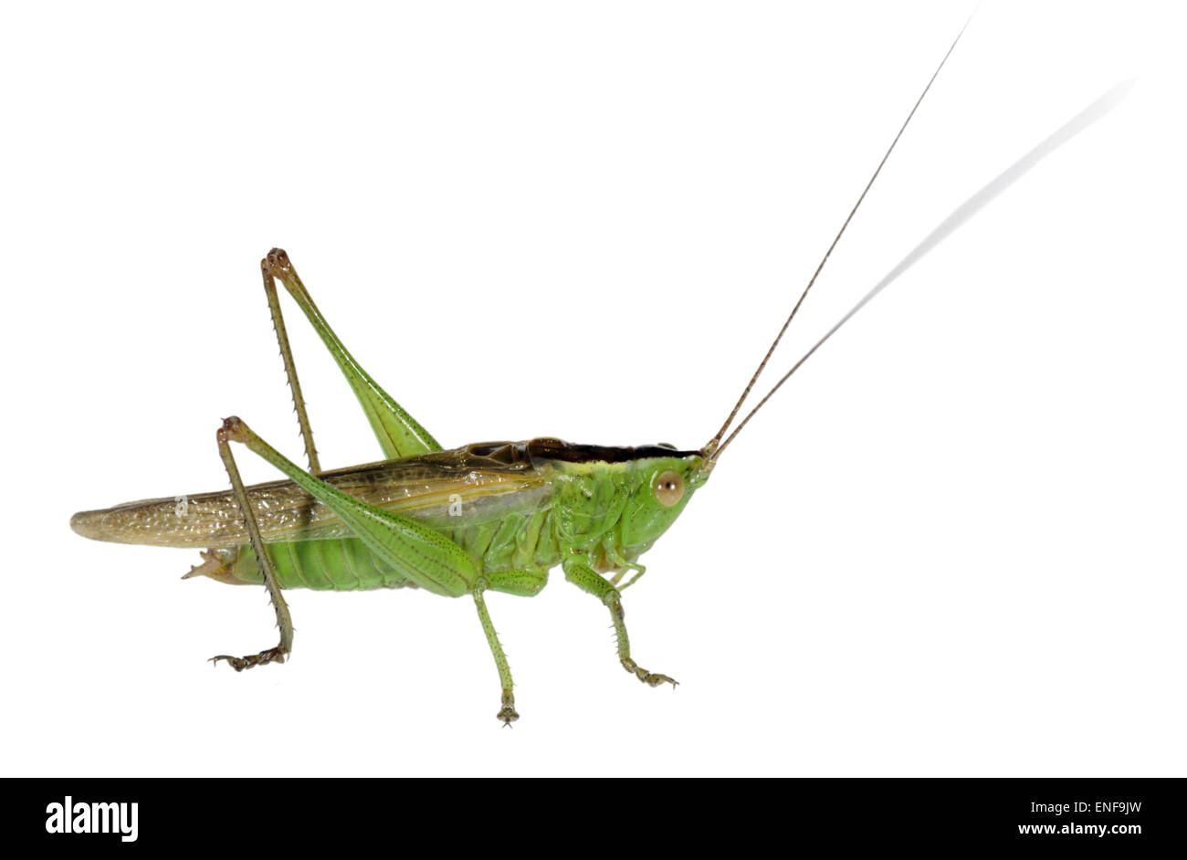 Long-winged Conehead maschio - Conocephalus scolorire Foto Stock