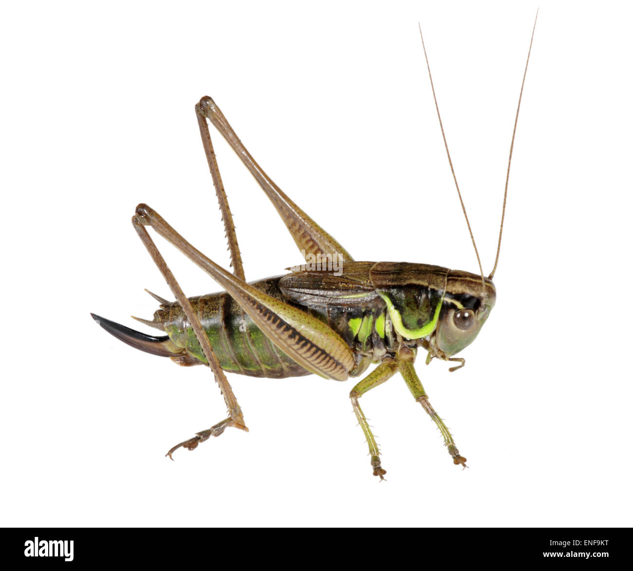 Roesel's Bush-cricket femminile - Metrioptera roeselii Foto Stock