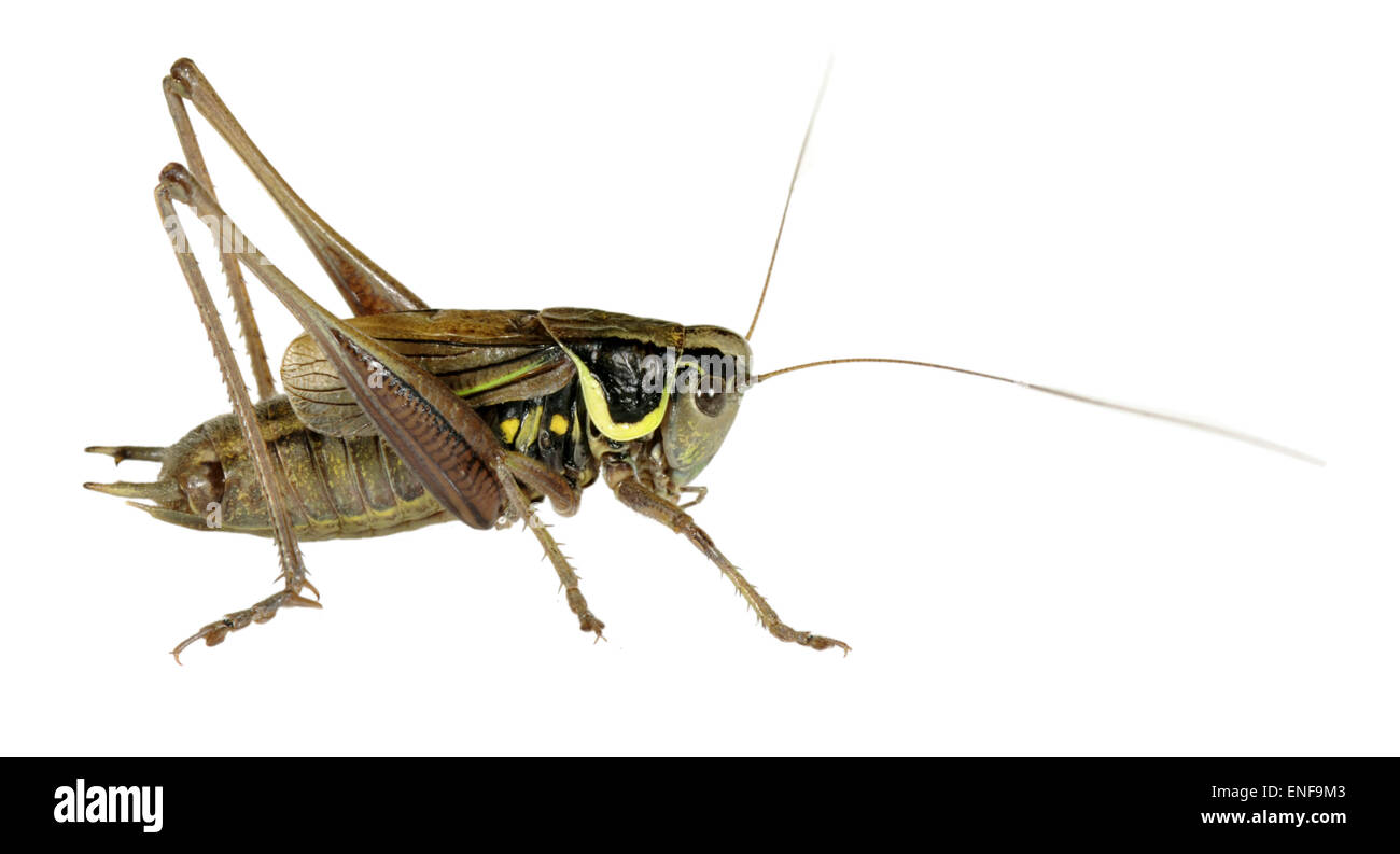 Roesel's Bush-cricket maschio - Metrioptera roeselii Foto Stock