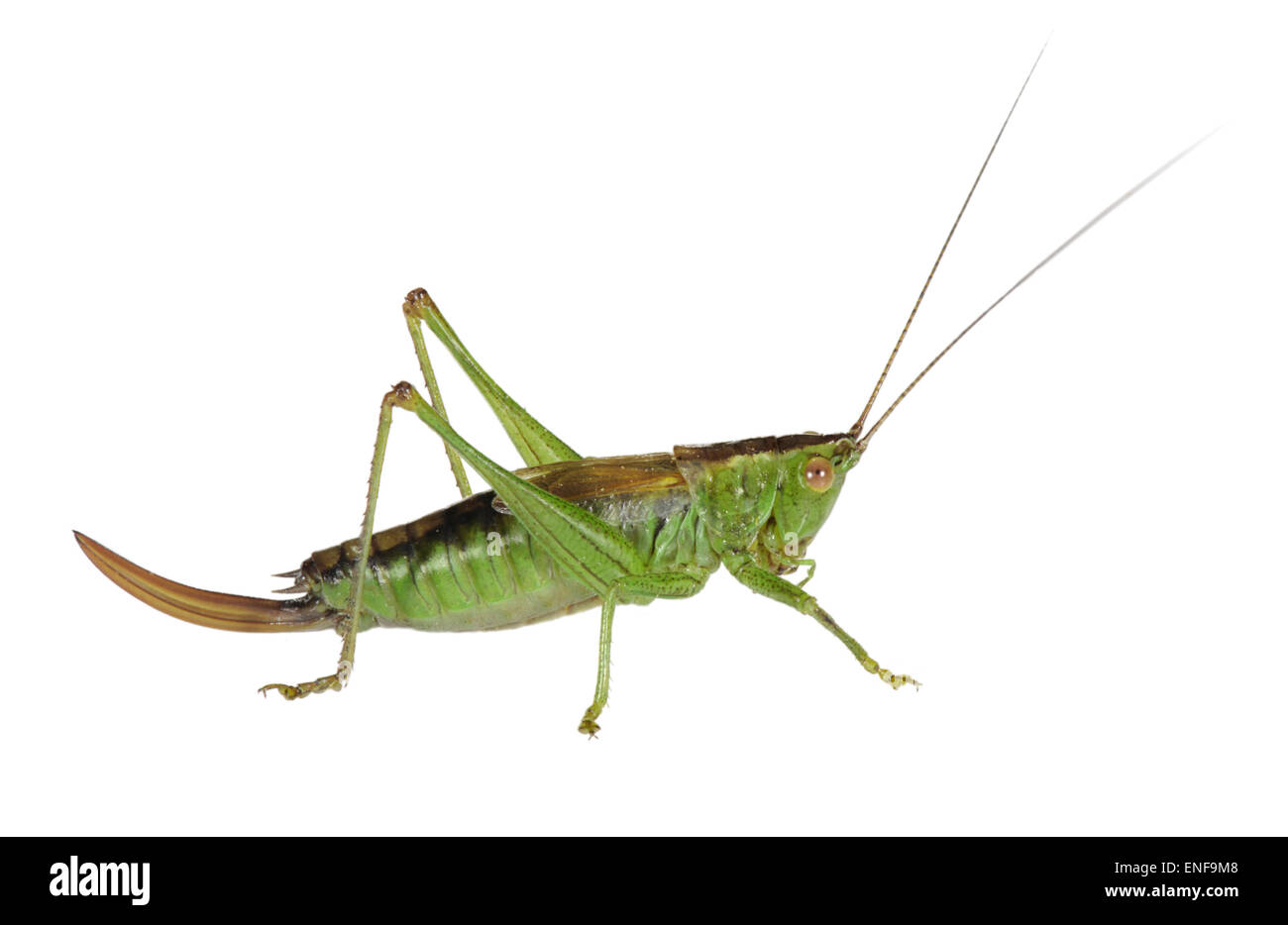 Corto-winged Conehead - Conocephalus dorsalis Foto Stock