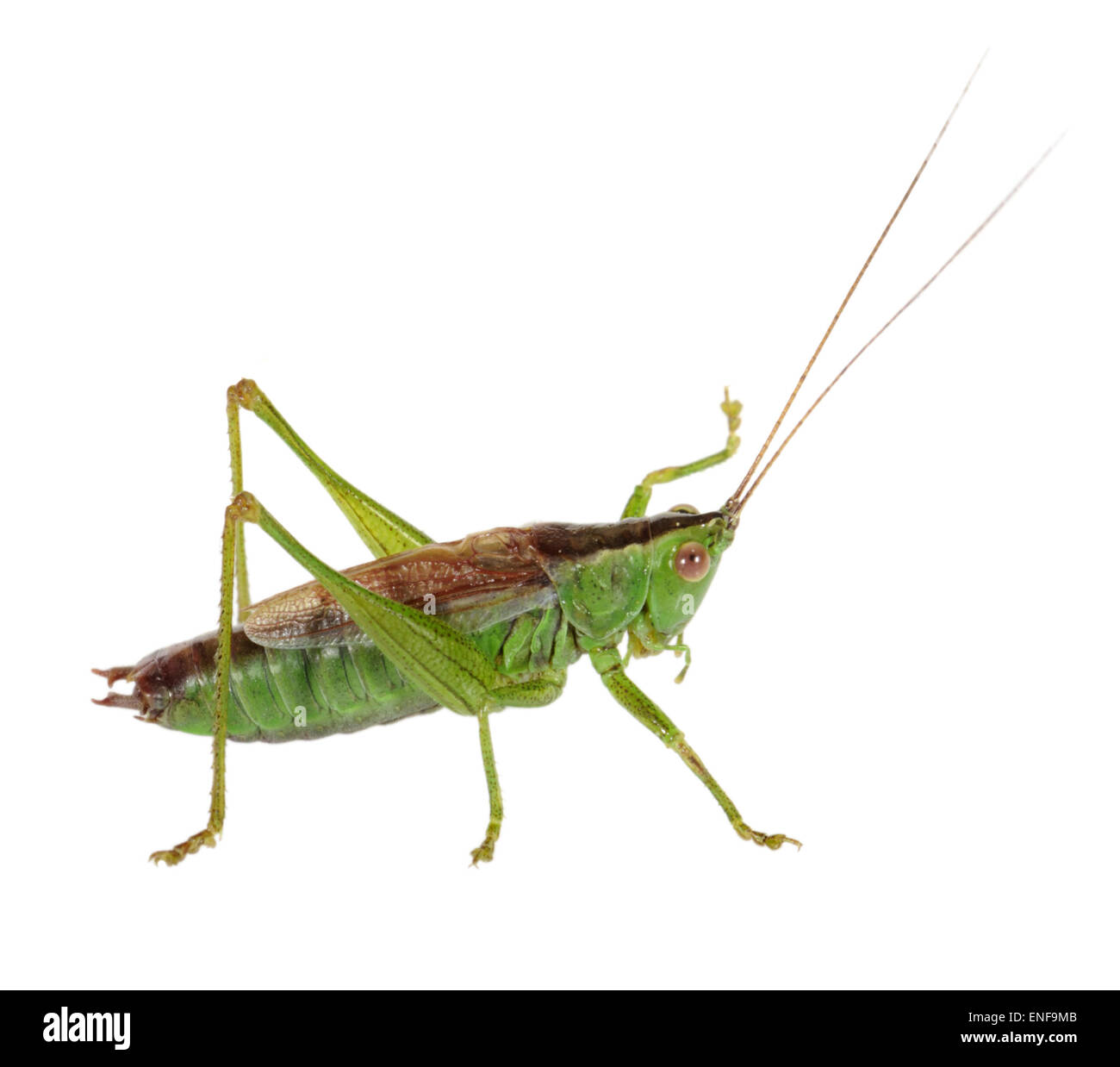 Corto-winged Conehead - Conocephalus dorsalis Foto Stock
