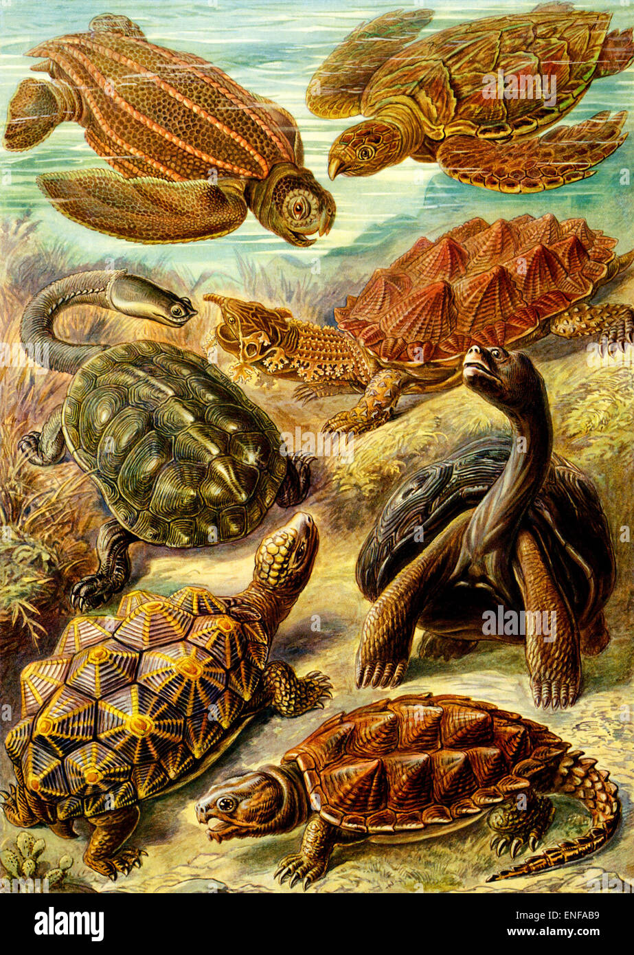Chelonia (tartarughe e tartarughe), da Ernst Haeckel, 1904 - solo uso editoriale. Foto Stock