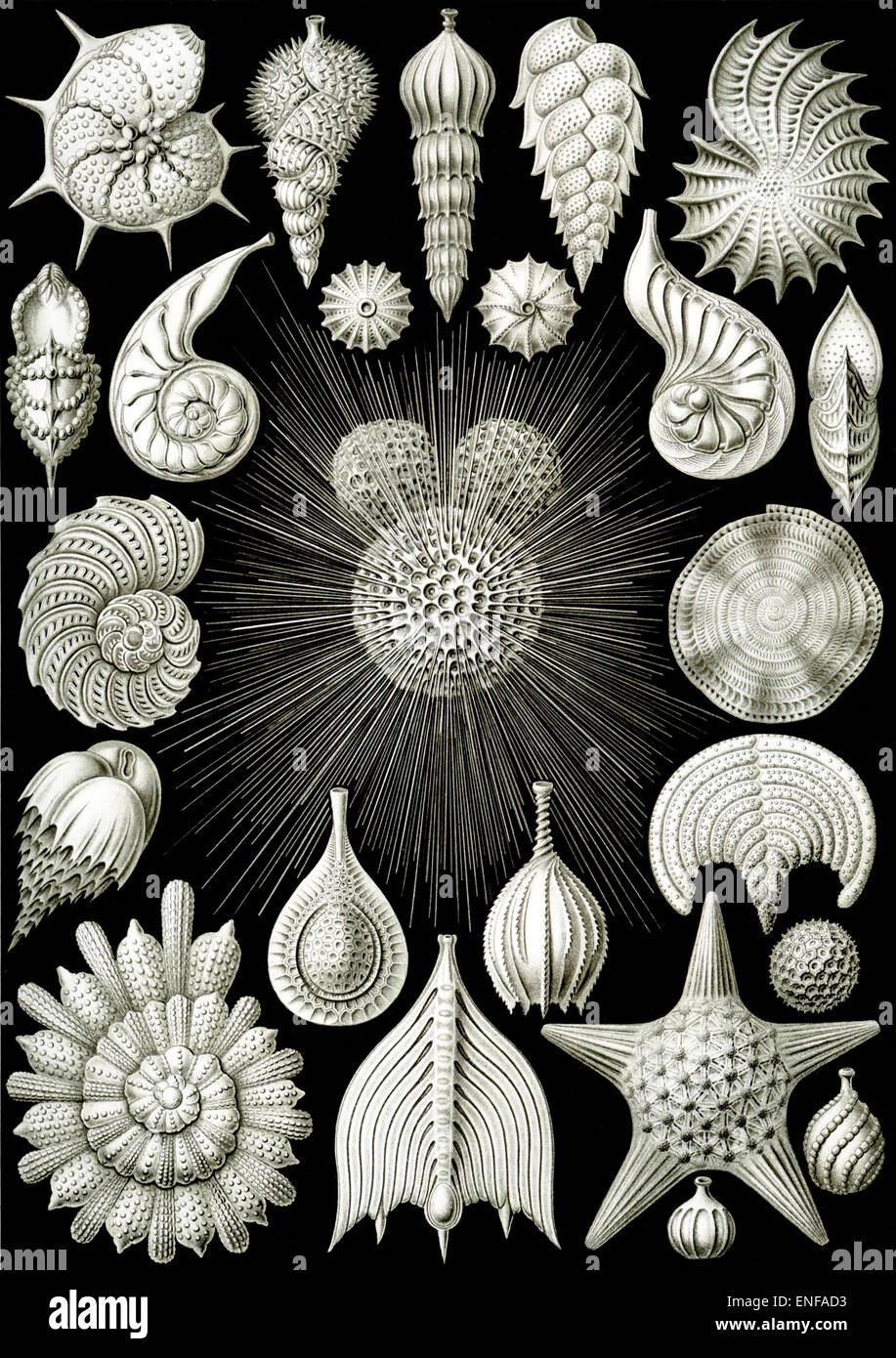 Thalamphora (plancton marino), da Ernst Haeckel, 1904 - solo uso editoriale. Foto Stock