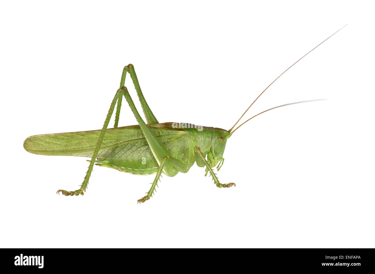Grande macchia verde-cricket - Tettigonia viridissima Foto Stock