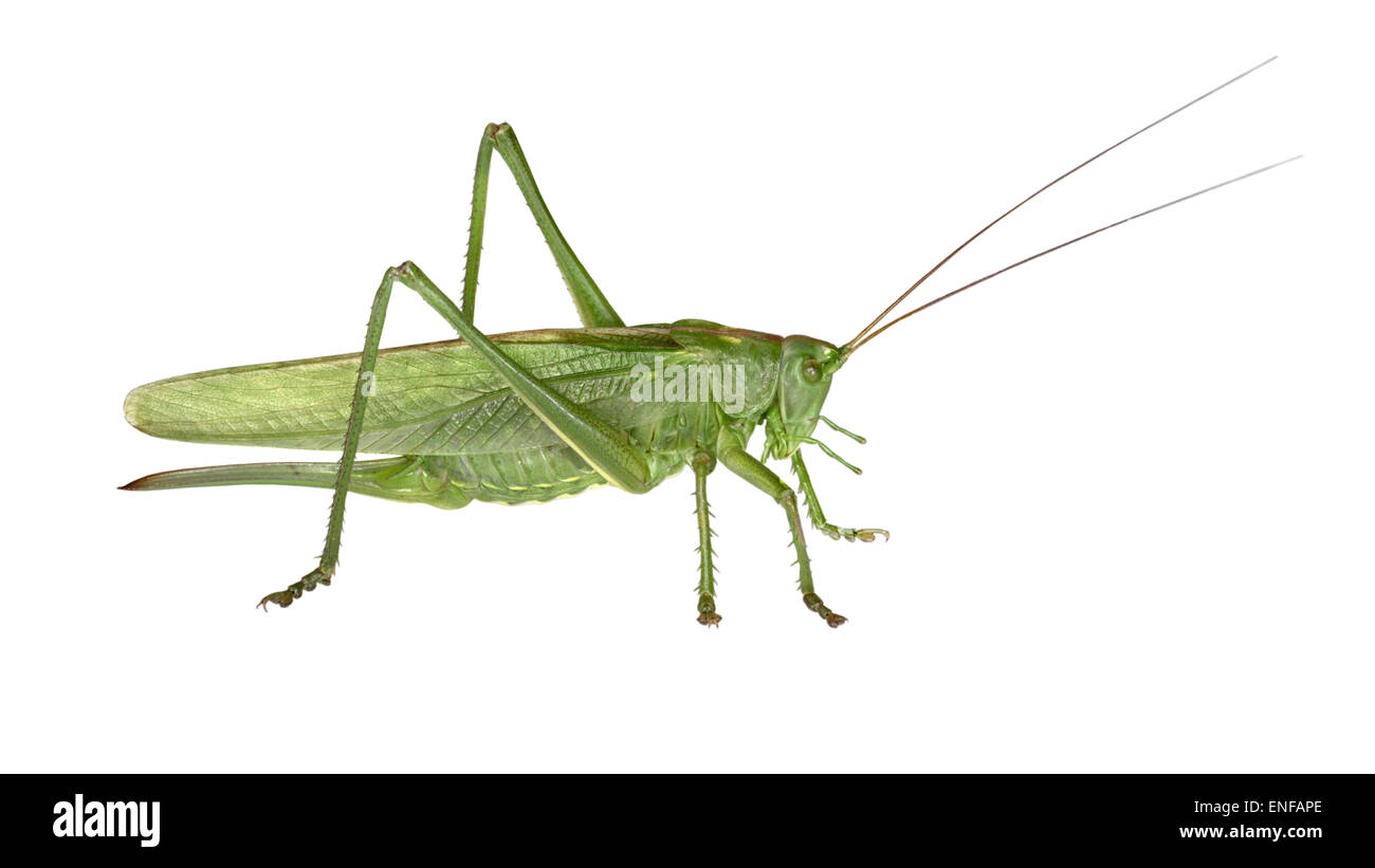 Grande macchia verde-cricket - Tettigonia viridissima Foto Stock