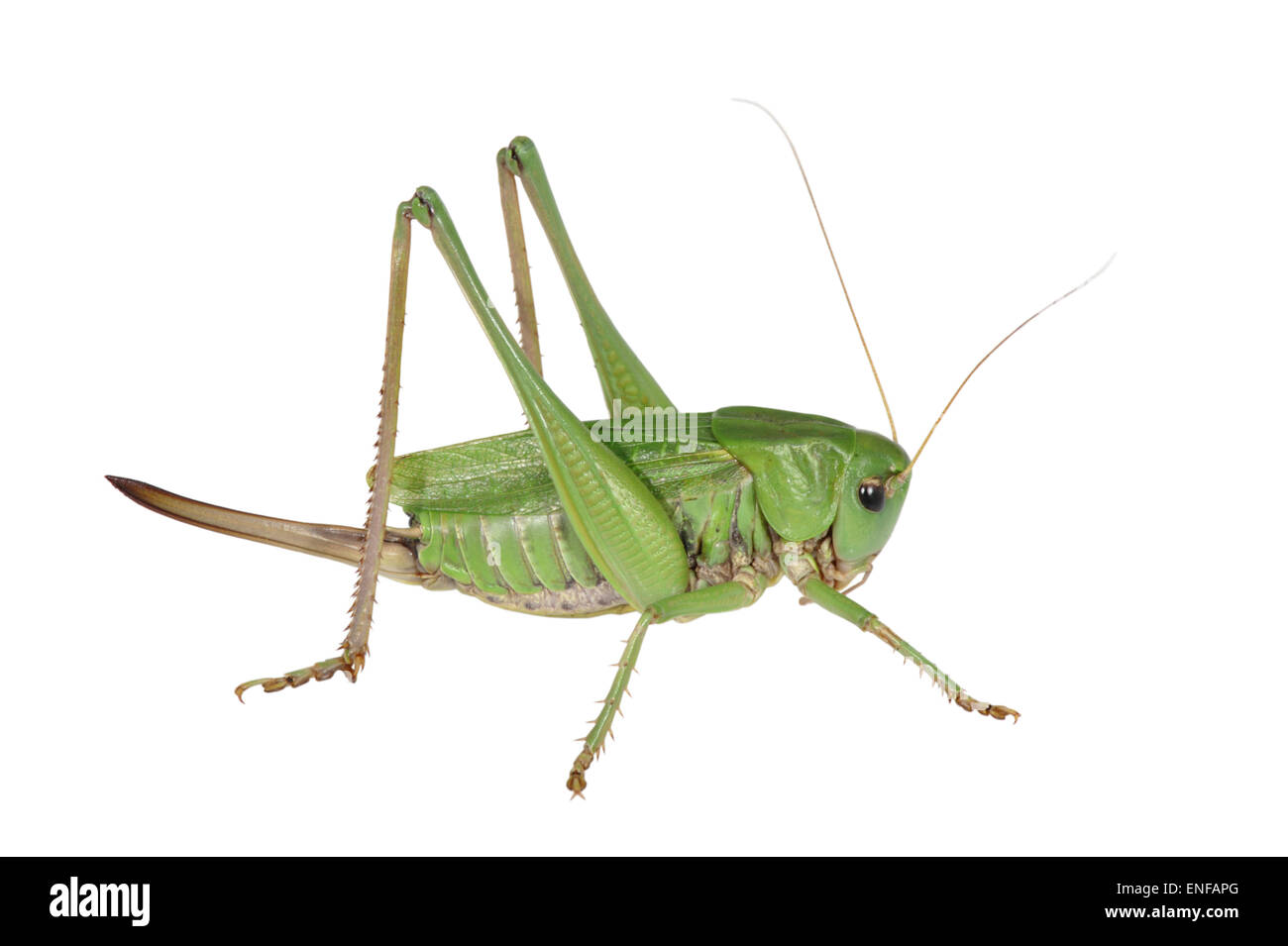 Wartbiter - Decticus verrucivorus Foto Stock