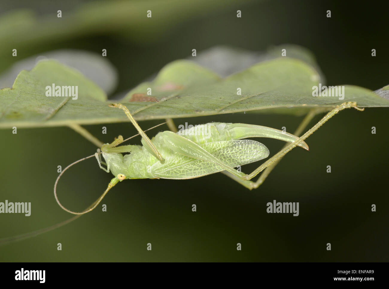 Oak Bush-cricket - Meconema thalassinium - femmina Foto Stock