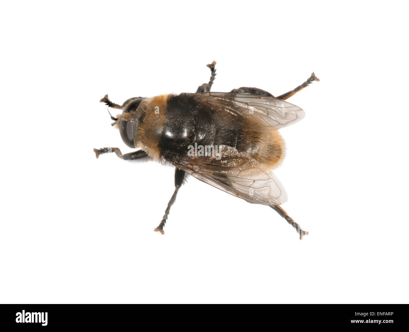 Narcissus Fly - Merodon equestris Foto Stock