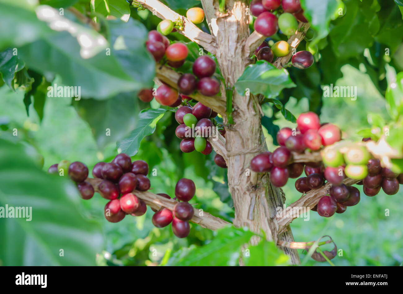 I chicchi di caffè su albero in fattoria Foto Stock