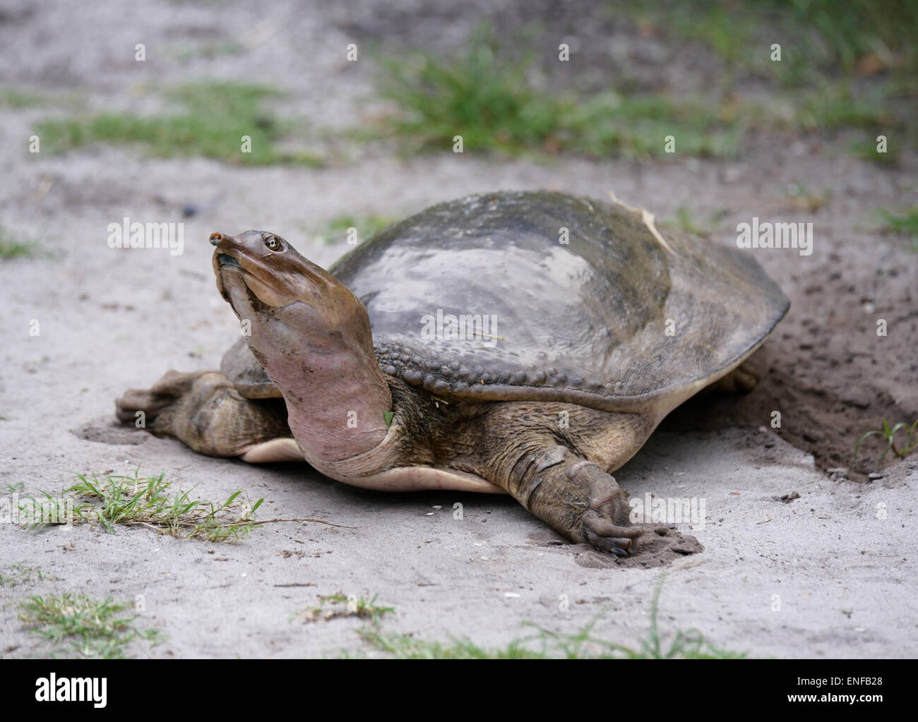 Florida femmina Softshell Turtle deposizione delle uova Foto Stock