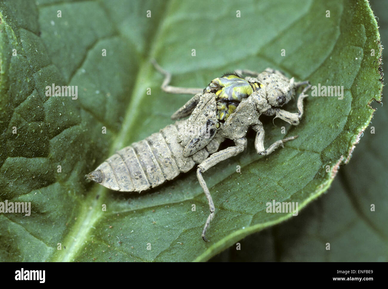 Club-tailed Dragonfly - Gomphus vulgatissimus - adulti emergenti dalla pelle larvale Foto Stock