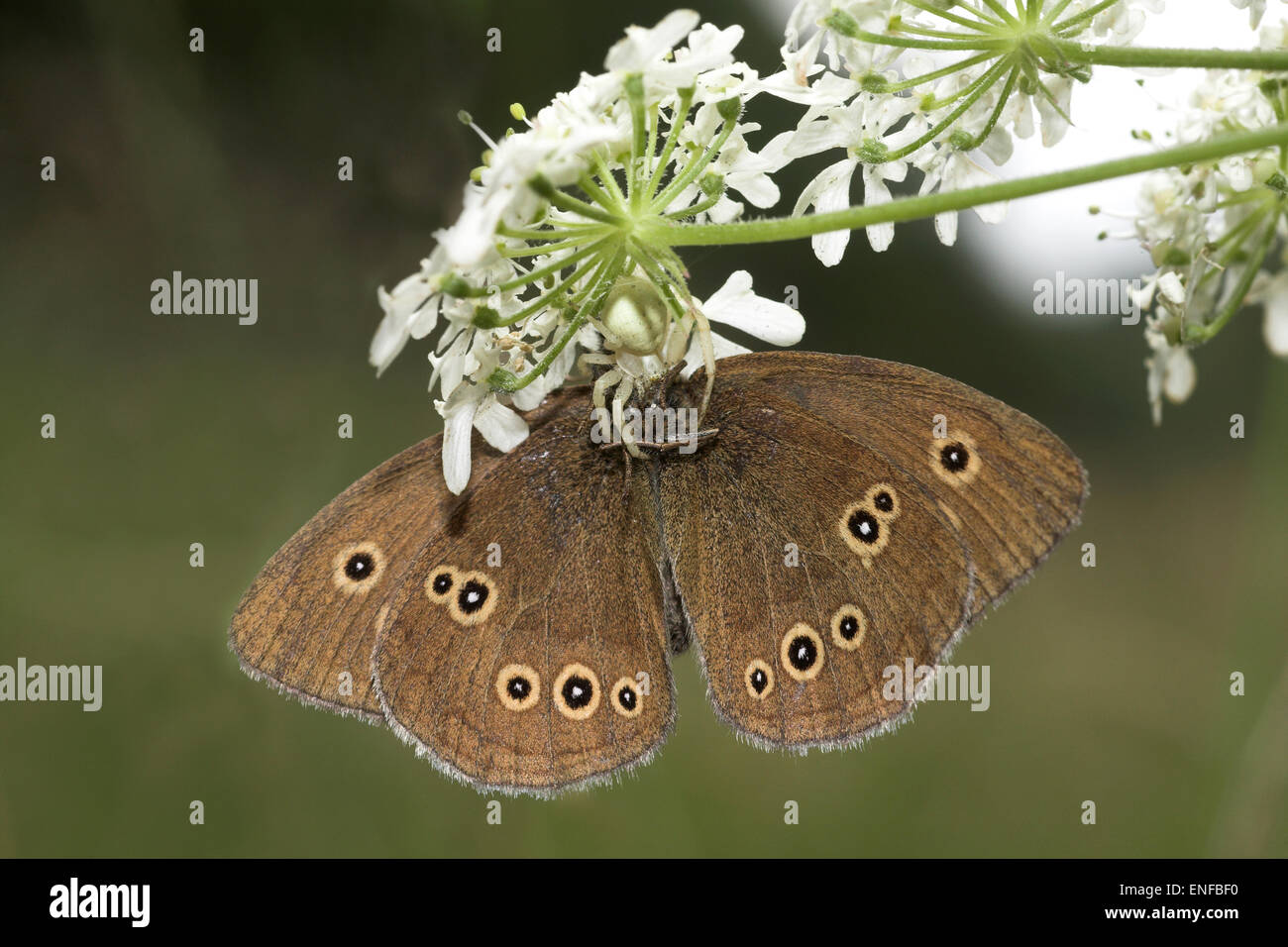 Il ragno granchio - Misumena vatia - con Ringlet preda Foto Stock