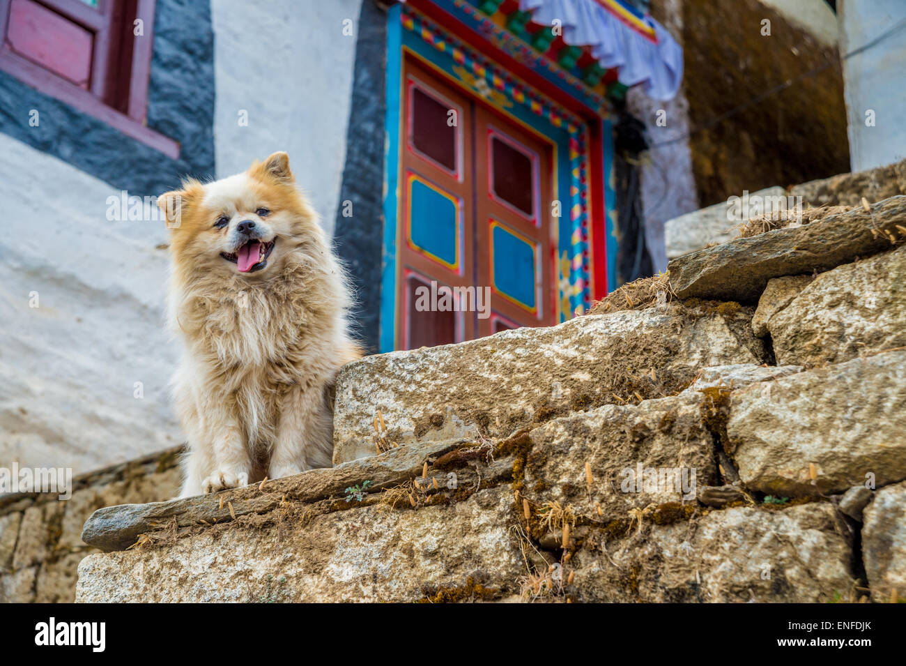 Giocoso cane nella parte anteriore di una casa nepalese, in Nepal Foto Stock