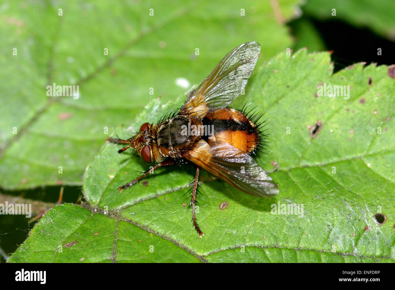 Tachina fera Foto Stock