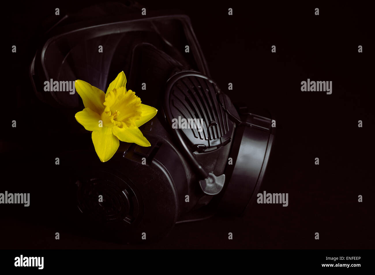 Nero maschera a gas con filtri a carboni attivi e giallo daffodil isolato su nero Foto Stock