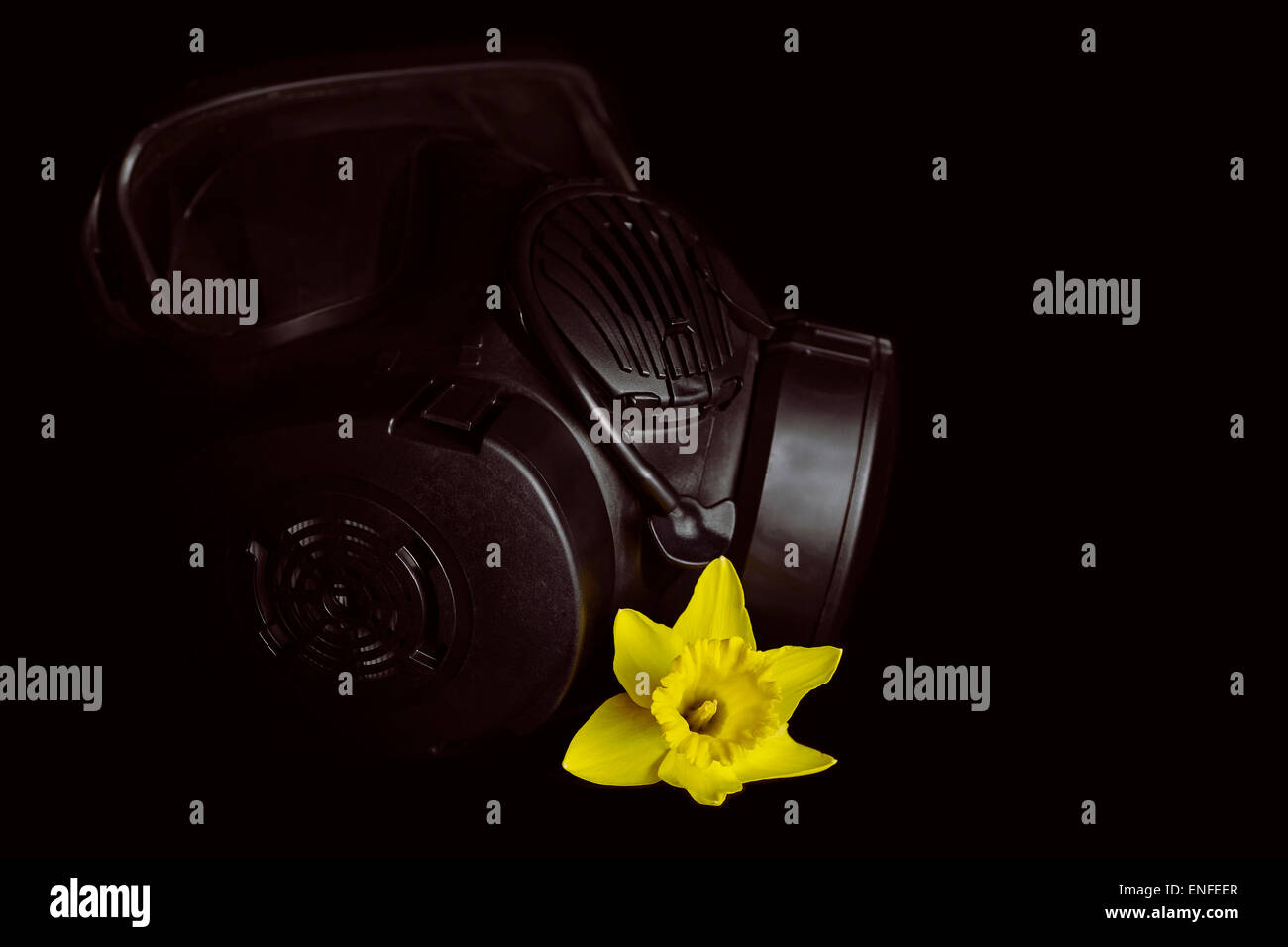 Nero maschera a gas con filtri a carboni attivi e giallo daffodil isolato su nero Foto Stock