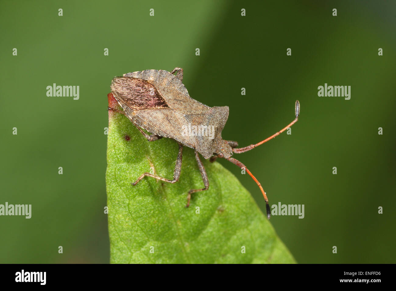 Dock - Bug Coreus marginatus Foto Stock