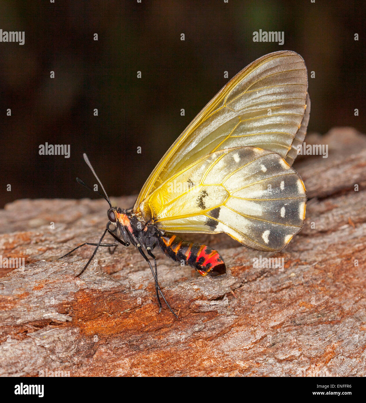 Farfalle Australiano con il rosso e il nero a strisce corpo e giallo pallido ali sul log in giardino contro uno sfondo scuro Foto Stock