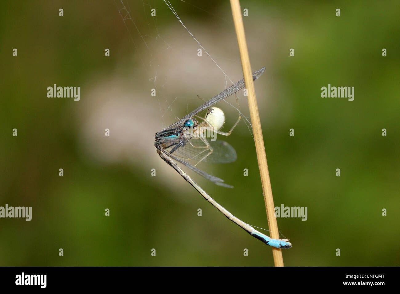 Pettine-footed Spider - Enoplognatha ovata - con Damselfly preda. Foto Stock