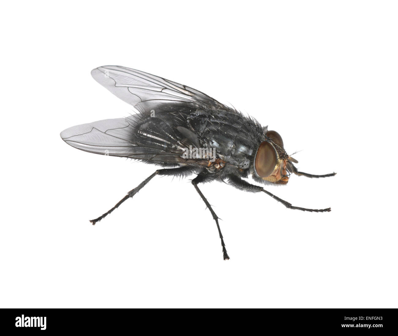 Casa comune-fly - Musca domestica Foto Stock