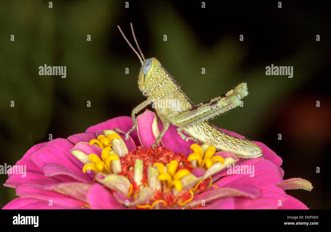 Verde chiaro / marrone grasshopper con occhi enormi e antenne visibili su vivid pink zinnia fiore contro sfondo verde scuro Foto Stock