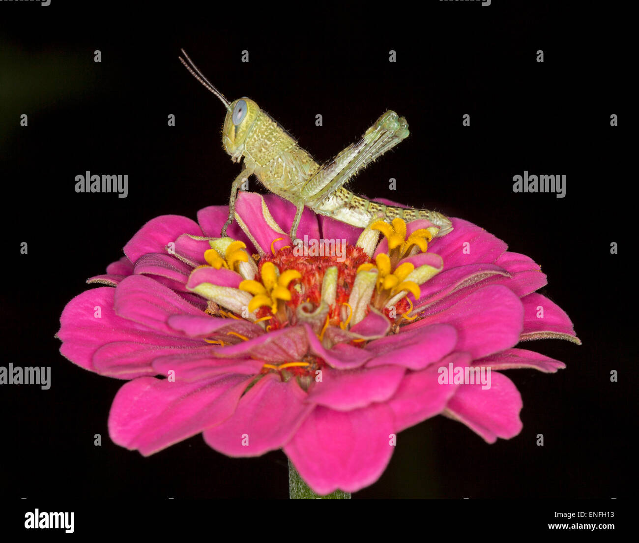 Verde chiaro / marrone grasshopper con occhi enormi e antenne visibili su vivid pink zinnia fiore su sfondo nero Foto Stock