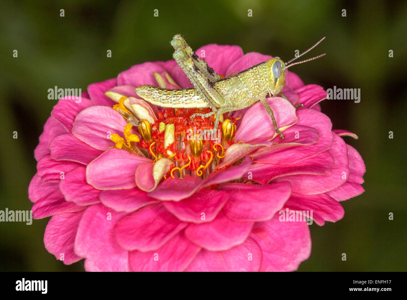 Verde chiaro / marrone grasshopper con occhio enorme visibile su vivid pink zinnia fiore contro sfondo verde scuro Foto Stock