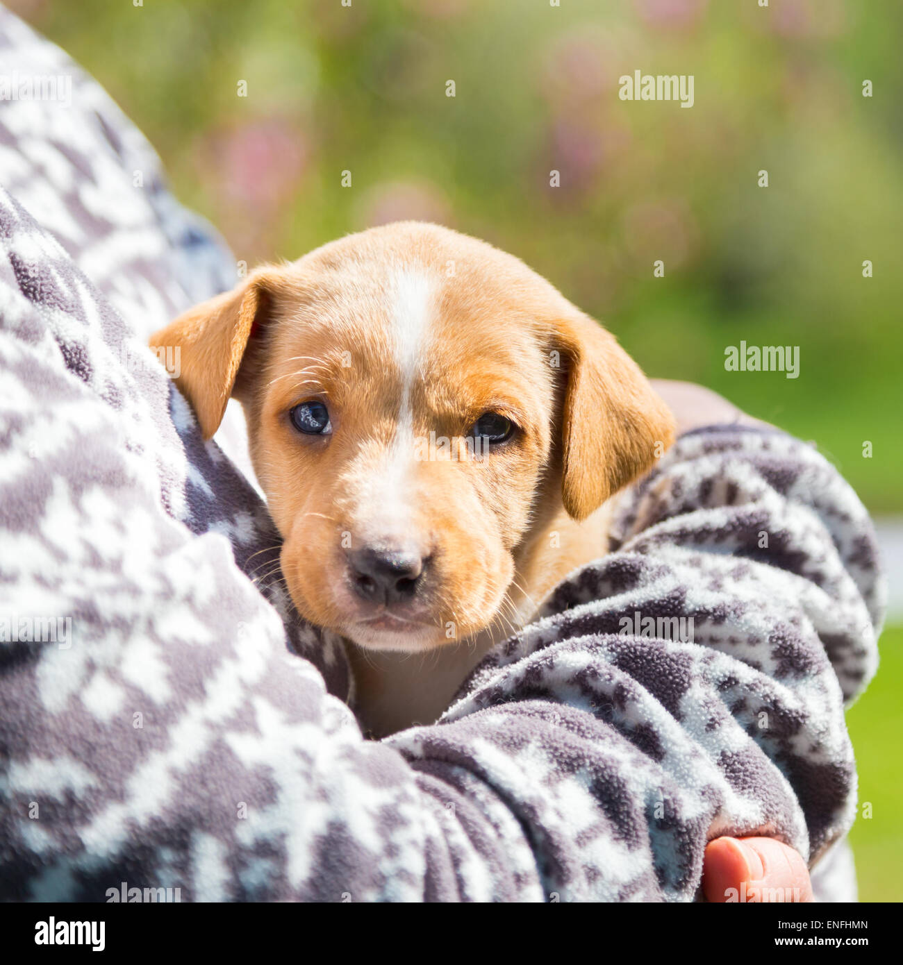 Mixed-breed carino piccolo cucciolo in giro. Foto Stock