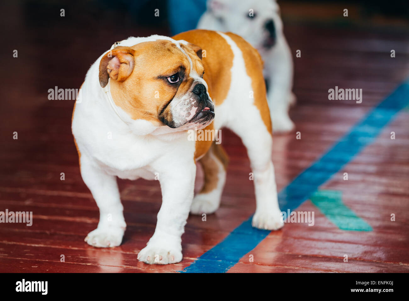 Chiudere i giovani marrone e bianco Bulldog inglese cane stare sul pavimento in legno Foto Stock
