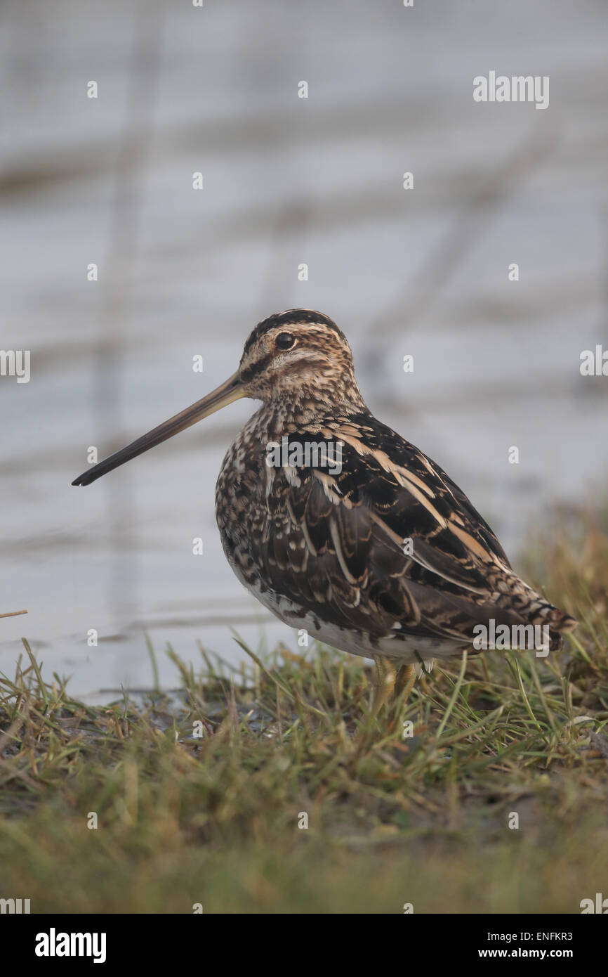 Beccaccino, Gallinago gallinago, singolo uccello da acqua, Warwickshire, Marzo 2015 Foto Stock