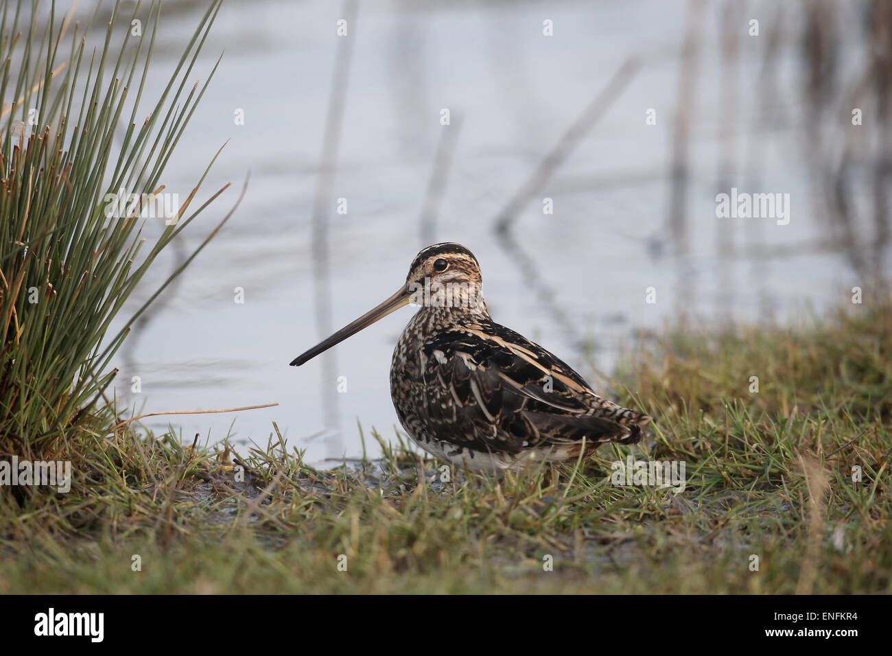 Beccaccino, Gallinago gallinago, singolo uccello da acqua, Warwickshire, Marzo 2015 Foto Stock