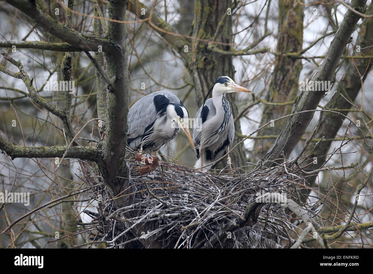 Airone cenerino, Ardea cinerea, due uccelli a nido, Herts, Marzo 2015 Foto Stock