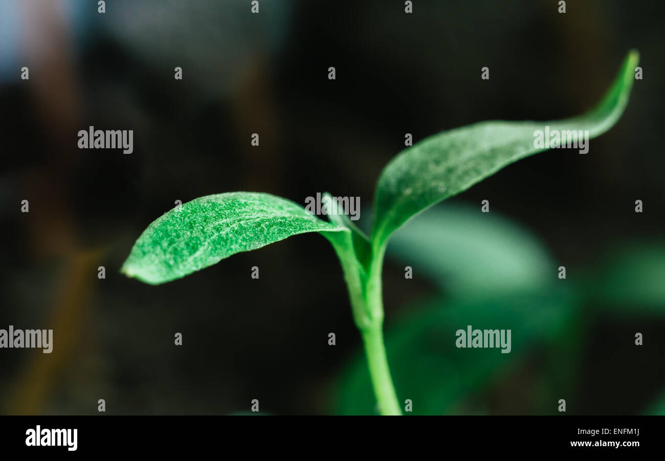 Germoglio verde che cresce dal seme sul nero scuro dello sfondo del suolo. Concetto di primavera di vita nuova Foto Stock
